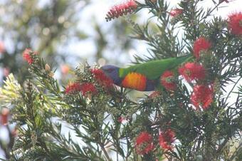 Hostal The Dollhouse Cottage