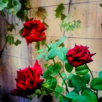 Hotel Ali Bey Konagi