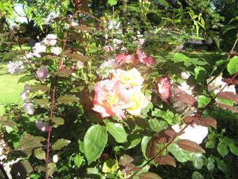 Westella Colonial B&B Accommodation