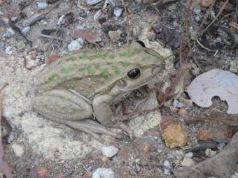 Bed & Breakfast Lavenderpatch