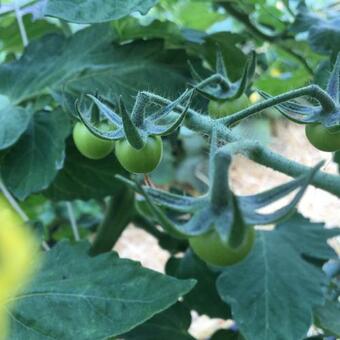 Lodge Finca Briab�