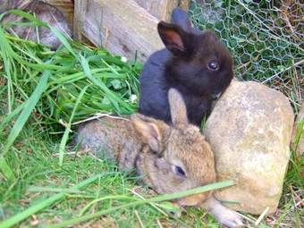 Agroturismo Haus Adlerhorst