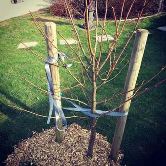 Apartamento Le Tilleul Roland