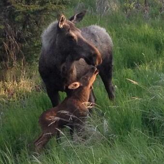 Whispering Woods Ak Cabins