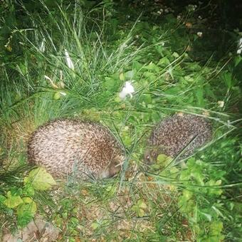 Apartamento Brom Cottages