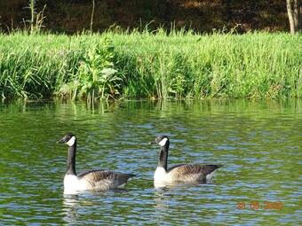 La Cabane Au Bord De L'eau - Logement Insolite