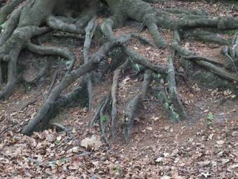 Holiday Home Residence De Eese5