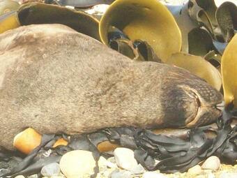 Hostal Catlins Retreat