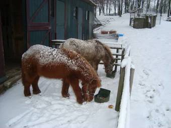 Hoeve Rott Vakantiewoningen