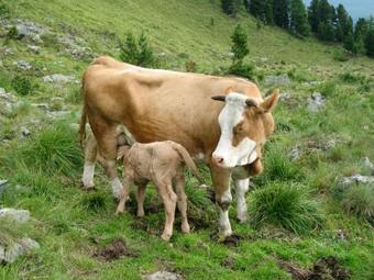 Apartamento Dicktlhof