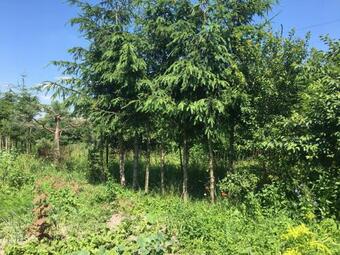 Agroturystyka "pod Bluszczem"