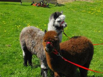 Agroturystyka Natura