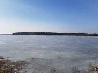 Mazurska Niezapominajka