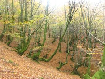 Agroturismo Albergue Olasenea Aterpea