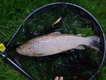 Agroturismo Siedlisko Pod Lasem