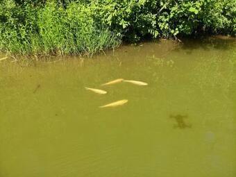 Metsj�rve K�mpingumajake