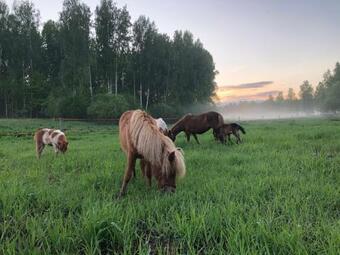 Kitsemaja Gl�mping