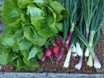 Linden Apartment,lipa