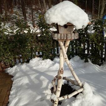 Hostal Gasthof Gr�ner Baum "kongo"
