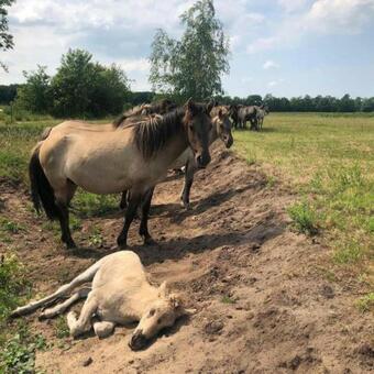 B&B De Konik Bourtange