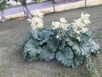 Hostal Guest House Noras