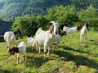 Glamping Gozdna Jasa