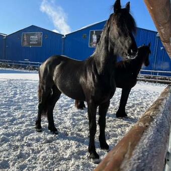 Nestville Apartments