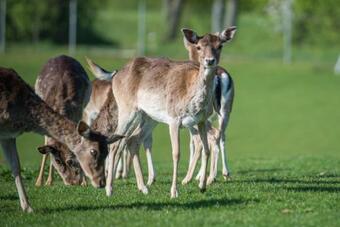 Agroturismo Holiday Farm Grofija