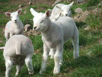 Bed & Breakfast Foyers Roost