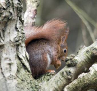 Posada The Craigdarroch Inn