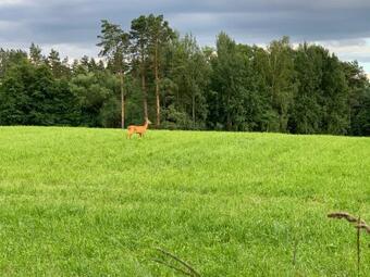 Krzyweprogi - Domek Na Mazurach Nad Jeziorem Krzywe