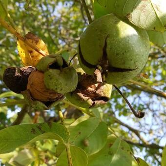 Agroturystyka Pod D?bem