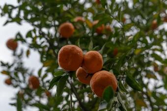 Notonmap - Adhomoo Homestay