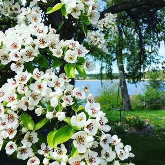 B&B Direkt�rsvillan Oaxen