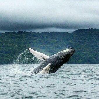 Hotel Coco Loco Lodge