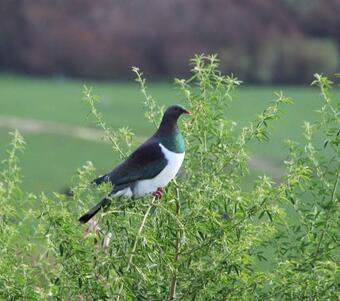 Bed & Breakfast Gallin Farm Alpacas And Farmstay