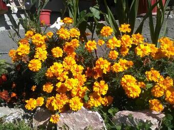 Hostal Casa Cu Muscate