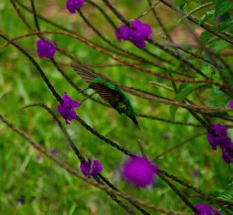 Glamping Caba�as Sharmont