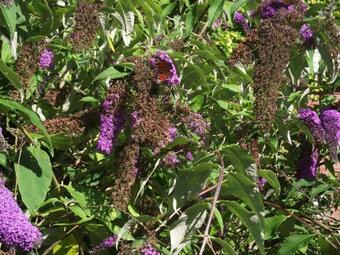 Vakantiehuisjes Landgoed Sonneborghe