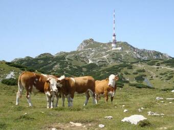 Apartment Museumsblick