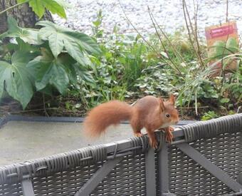 Veluwe Park Reewold Chalet Vision