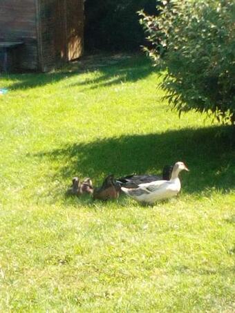 Apartamento Landhaus-k�nigsberg, Vorberg 360