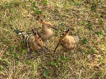 Bed & Breakfast Logis Saint L�onard