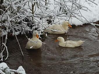 Bed & Breakfast Auverg'nature Chambre Combrailles
