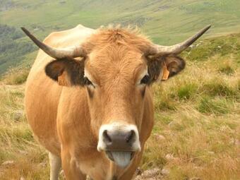 La Maisonnette En Bois