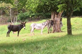 G�te Meubl� Avec Vue Sur La Montagne