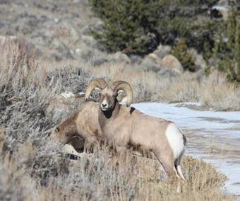 Stagecoach Motor Inn