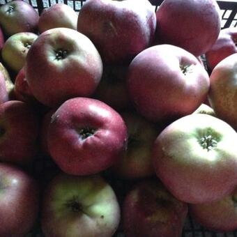 Apartamento Gite Chouchou