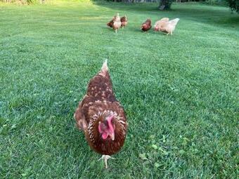 Ver fotos