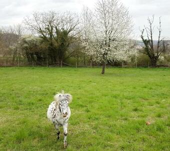 Albrecht Guest Apartement